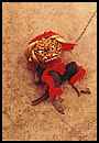P. Patmawitana   - FOTO ART MAGAZINE